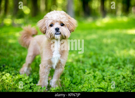 Un simpatico fluffy razza cane con un underbite Foto Stock