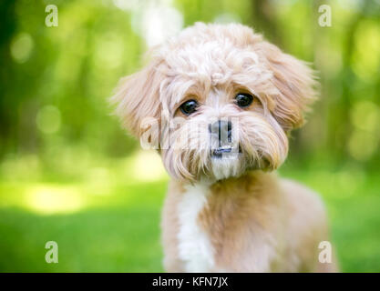 Un simpatico fluffy razza cane con un underbite Foto Stock