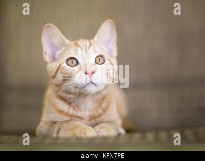 Un simpatico orange tabby shorthair domestico gattino Foto Stock
