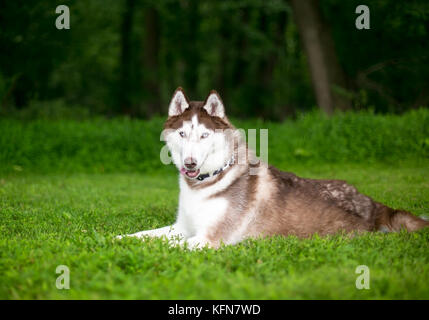 Un Rosso Siberian Husky cane rilassante in erba Foto Stock