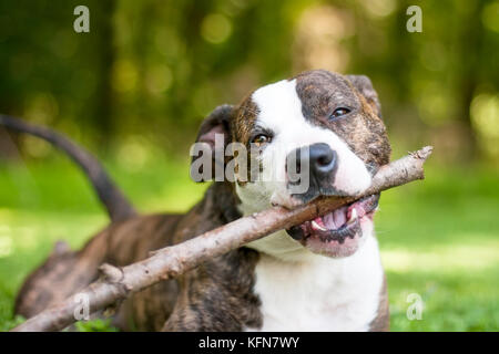 Felice American Bulldog di razza mista da masticare per cani su un bastone Foto Stock