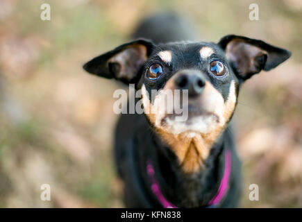 Close up di un nero e rosso in miniatura cane pinscher Foto Stock