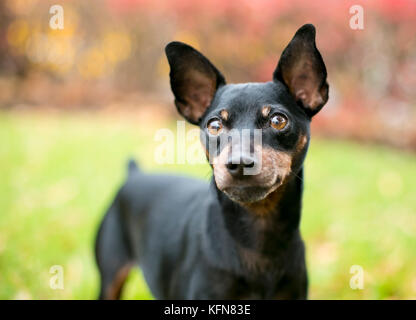 Nero e rosso Pinscher in miniatura con cane non ritagliato naturale di orecchie e coda inserito Foto Stock