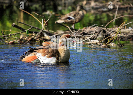 Un egiziano goose avente una vasca da bagno Foto Stock