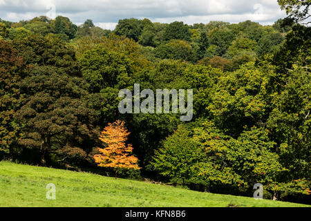 Un piccolo golden tree in piedi fuori dalla folla di più dominante alberi verdi sul bordo di un legno nella campagna inglese. Foto Stock