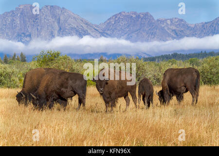 Bisonti americani al Grand Teton National Park con la gamma della montagna sullo sfondo Foto Stock