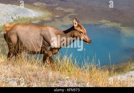 Cow Elk (Cervus canadensis) sulla piscina termale background a ovest del bacino con il pollice Foto Stock