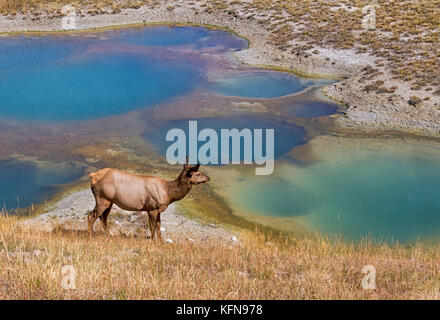 Alce femmina (Cervus canadensis) sulla piscina termale background a ovest del bacino con il pollice Foto Stock