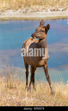 Elk (Cervus canadensis) sulla piscina termale background a ovest del bacino con il pollice Foto Stock