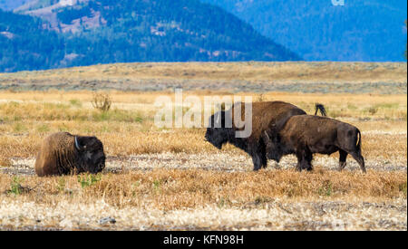 Bisonti americani al Grand Teton National Park Foto Stock