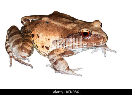 Rana giungla fumosa (Leptodactylus pentadactylus) isolata su sfondo bianco Foto Stock