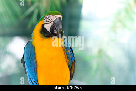 Blu-giallo macaw stare in piedi su un ramo con sfondo bokeh di fondo. Foto Stock