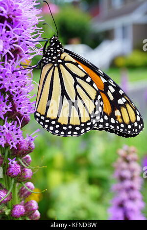 Impollinare Blazing Star (Gayfeather) fiore Foto Stock