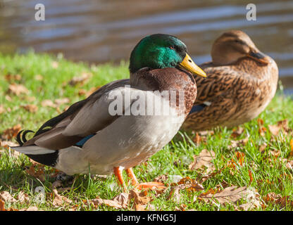 Anatre del germano reale Foto Stock