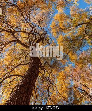 Gli alberi d'autunno. Foto Stock