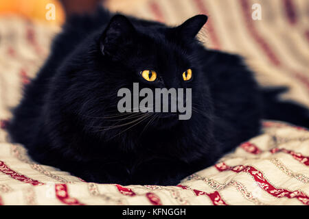 Nero dai capelli lunghi cat posa su un letto Foto Stock