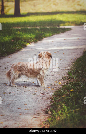 Un cane di piccola taglia in piedi da solo su un percorso del parco Foto Stock