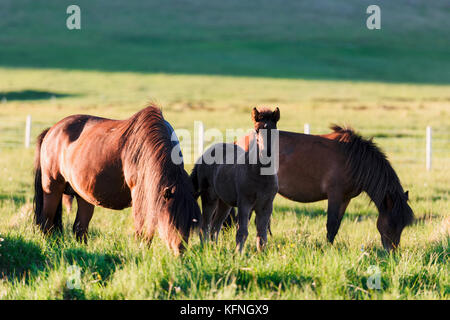 Famiglia di cavalli islandesi Foto Stock