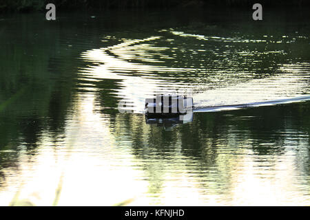 Un telecomando alimentatore controllato in barca in un lago utilizzato nella pesca sportiva. Foto Stock