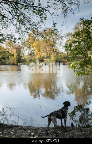 Cane su Hampstead Heath Foto Stock