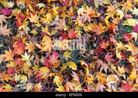 Caduto acero giapponese Acer palmatum Foglie di autunno giacente a terra Foto Stock