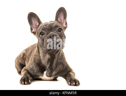 Carino bulldog francese sdraiato sul pavimento di fronte alla macchina fotografica isolato su uno sfondo bianco Foto Stock