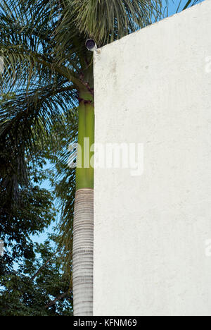 Royal Palm tree mostrato accanto ad una parete di un edificio con un esterno di una telecamera di sicurezza Foto Stock