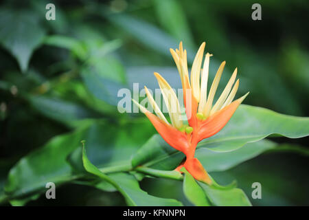 Heliconia aurantiaca fiore, Hawaii Foto Stock