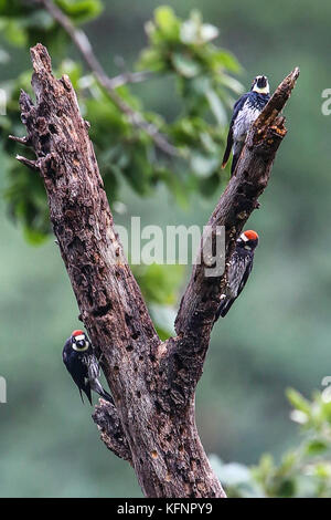 Pajaro carpintero o acorn picchio. ( Melanerpes formicivorus ). limita su distribución en los arboles de pino encino y. **** Reserva monte mojino (remm) de la cultura naturale internazionale (NSC) credito:luisgutierrez Foto Stock