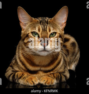 Adorabili razza Gatto bengala isolati su sfondo nero Foto Stock