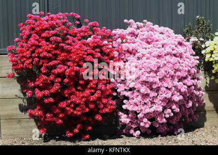 Rosa e Rosso faccia di maiale fiori o Mesembryanthemum, impianto di ghiaccio fiori, Livingstone margherite in piena fioritura Foto Stock