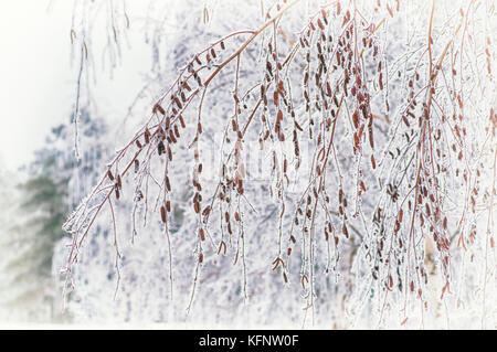 Rami di betulla ricoperto di neve in inverno coperta di neve forest Foto Stock