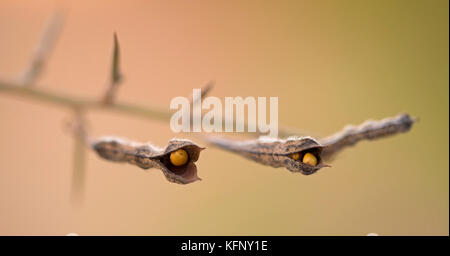 Seedpods dell alto spinoso resto-harrow (Ononis spinosa) fotografato in Israele nel mese di ottobre Foto Stock