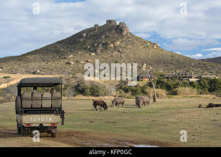 Persone su game drive la visione di rinoceronte e GNU, botlierskop riserva privata, Western Cape, Sud Africa Foto Stock