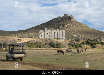 Persone su game drive la visione di rinoceronte, botlierskop riserva privata, Western Cape, Sud Africa Foto Stock