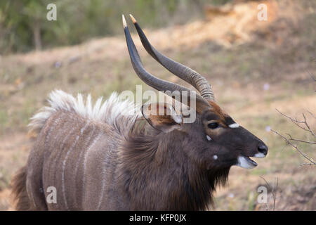 Maschio di Nyala, botlierskop riserva privata, Western Cape, Sud Africa Foto Stock