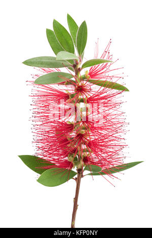 Crimson scovolino da bottiglia fiore isolato su sfondo bianco Foto Stock