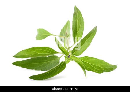 Salvia farinacea impianto isolato su sfondo bianco Foto Stock