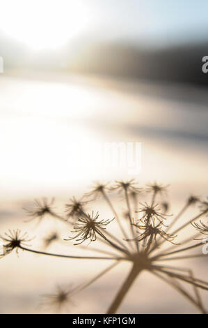 Fiore asciutto in un inverno soleggiato e freddo Foto Stock