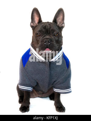 Tipo di mascotte ritratto, corpo pieno di un azzurro bulldog francese vestito in un college di alta scuola di sport marcia, su un bianco sfondo isolato, vista frontale gli occhi l Foto Stock