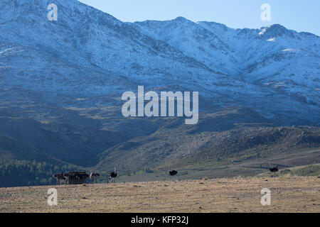 Gli struzzi in montagne swartberg, Oudtshoorn, Western Cape, Sud Africa Foto Stock