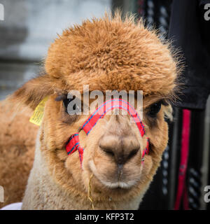 L'alpaca ha creato molto interesse in mostra a gustare il cibo di kilkenny festival, kilkenny, Irlanda il 27 e 28 ottobre 2017 Foto Stock