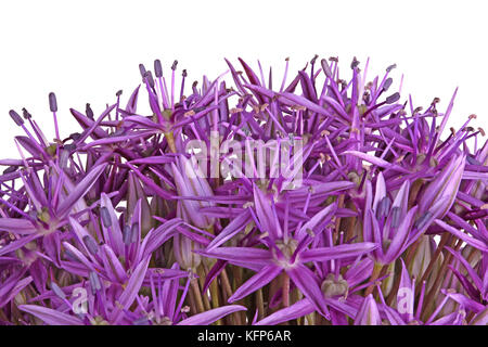 Molti fiori viola della cipolla ornamentali (allium giganteum) cultivar globemaster isolata contro uno sfondo bianco Foto Stock