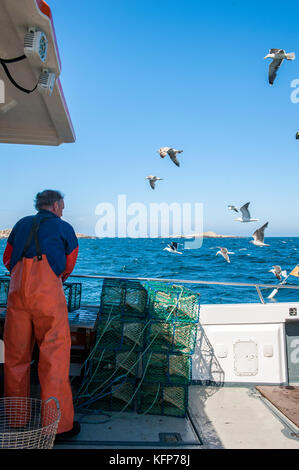 Langoustine pesca al largo il tempo isole dell'arcipelago di Bohuslän, Svezia occidentale. Foto Stock