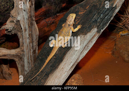 Centrale di drago barbuto lizard Foto Stock