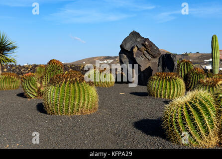 Enorme cactus sferico nel giardino di cactus Foto Stock