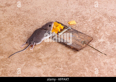 Casa comune mouse (mus musculus) uccisi in caricati a molla bar trappola a scatto su un pavimento di piastrelle sfondo Foto Stock