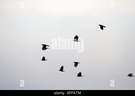 Rosso-fatturate (CHOUGH Pyrrhocorax pyrrhocorax erythroramphos) Foto Stock