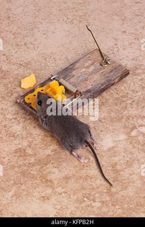 Casa comune mouse (mus musculus) uccisi in caricati a molla bar trappola a scatto su un pavimento di piastrelle sfondo Foto Stock