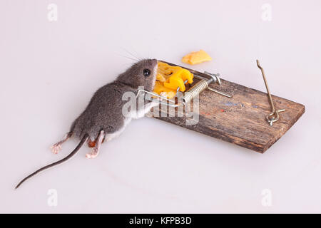 Casa comune mouse (mus musculus) uccisi in caricati a molla bar trappola a scatto su sfondo bianco Foto Stock